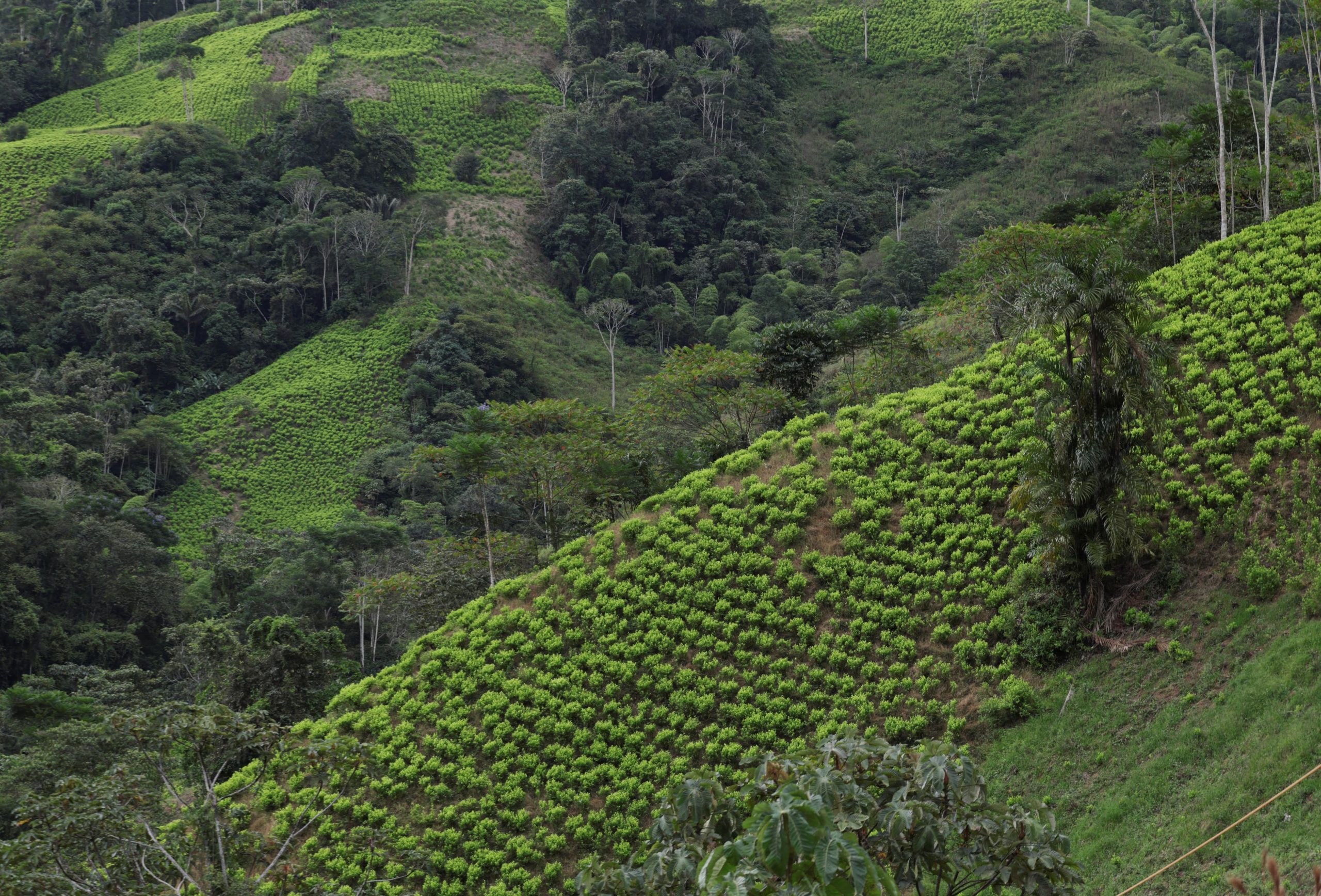 Una de las zonas en las que se concentran los cultivos de hoja de coca es el Cañón del Micay (Cauca) - crédito REUTERS/Luisa González