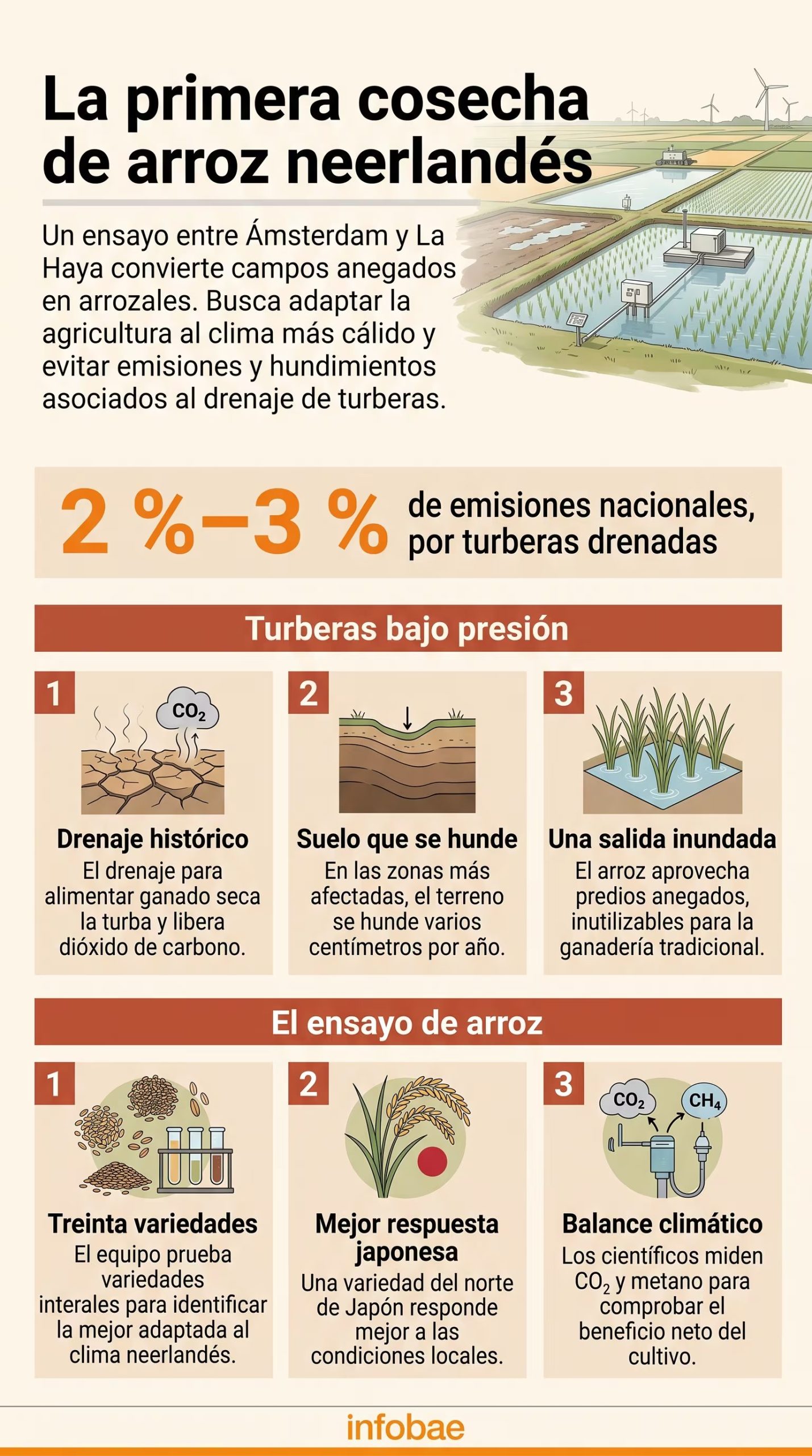 Un proyecto experimental en Los Países Bajos promueve el cultivo de arroz en terrenos anegados para reducir el deterioro de las turberas y la emisión de gases de efecto invernadero (Imagen Ilustrativa Infobae)