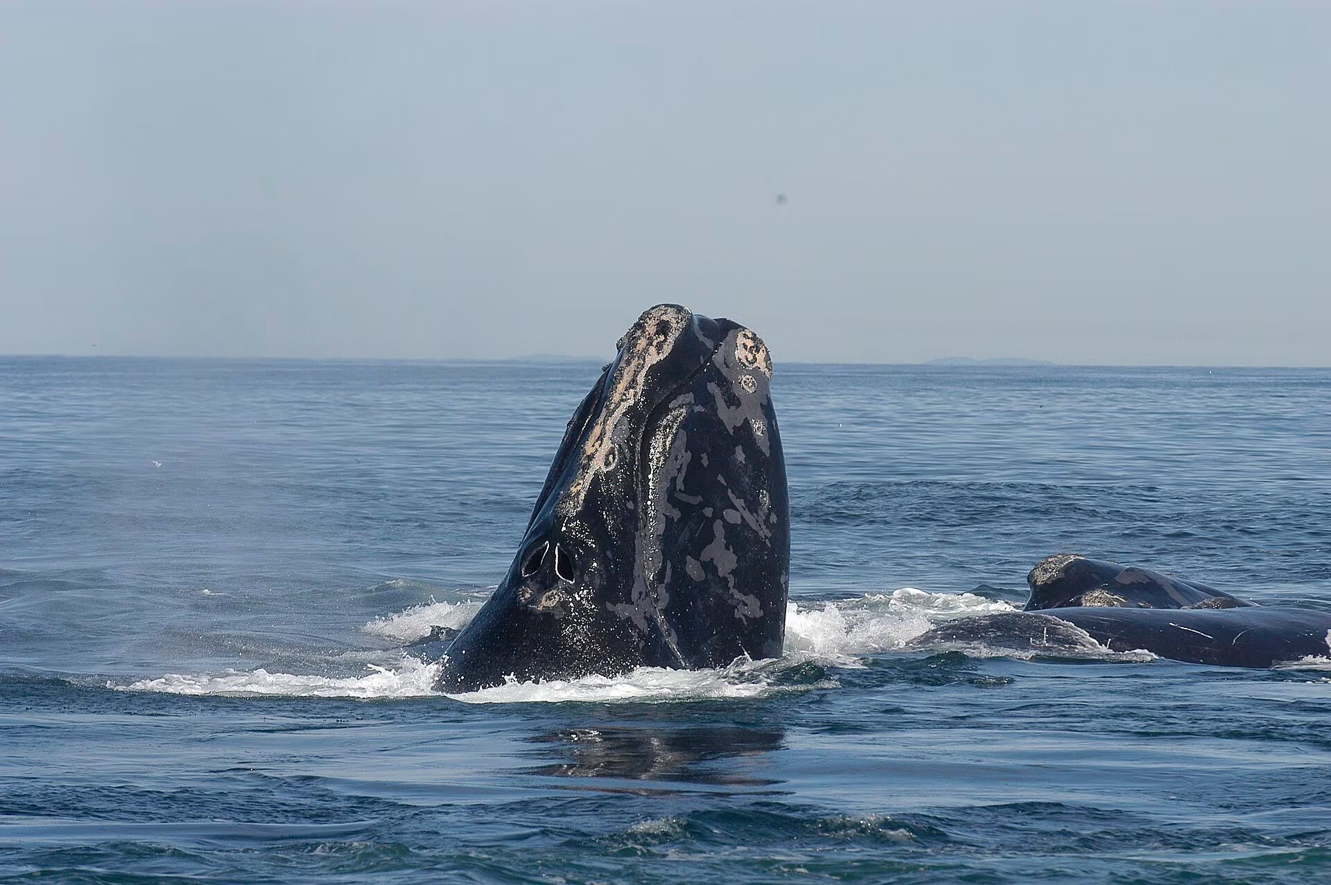 Ejemplar de ballena franca glacial. (Moira Brown y el Acuario de Nueva Inglaterra/Wikimedia Commons)