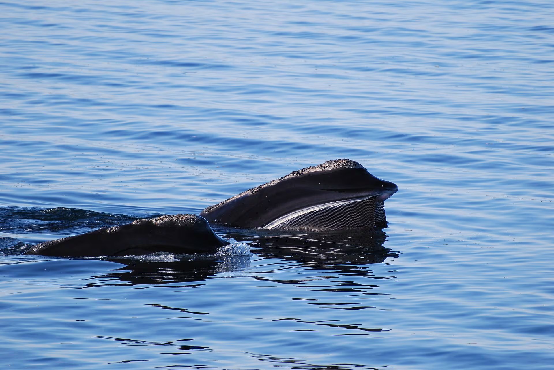 Ejemplar de ballena franca glacial. (NOAA/Wikimedia Commons)