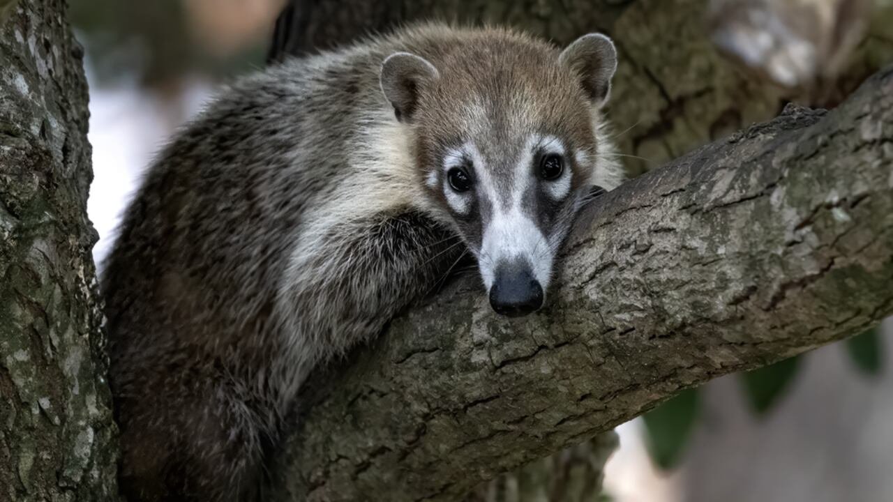 Ejemplar de coatí de nariz blanca. (Chuck Homler - FocusOnWildlife.Me/Wikimedia Commons)