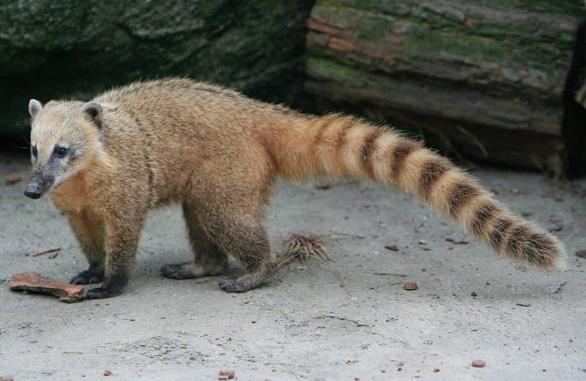 Ejemplar de coatí rojo. (Andrew Magill/Flickr)