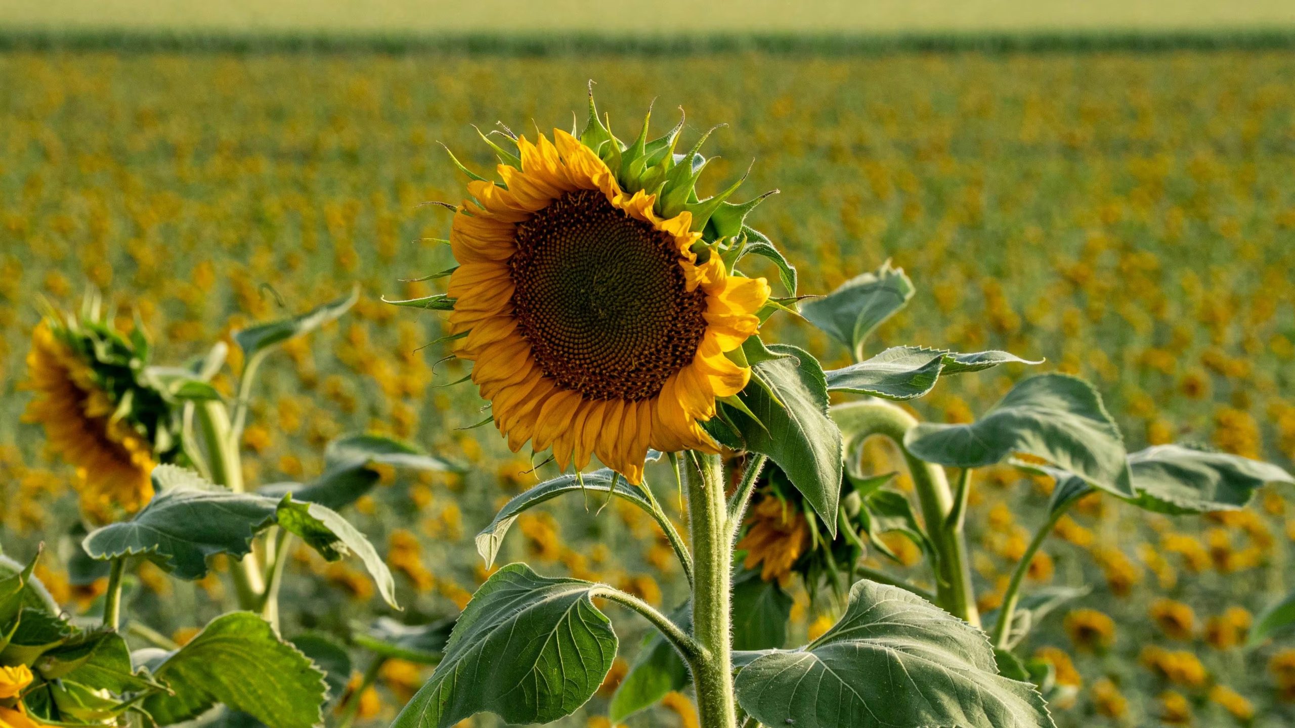 La BCBA detalla que la siembra de girasol ya cubre el 32,9% de las 3,1 Mha proyectadas (Pexels)