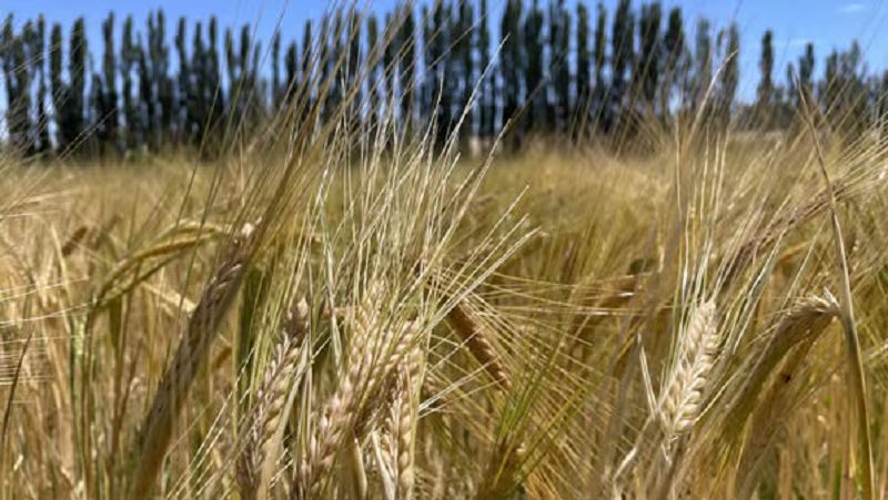 El 92% del área nacional sembrada con cebada presenta una disponibilidad hídrica Adecuada/Óptima, indica el informe semanal de la BCBA (Fertilizar AC)
