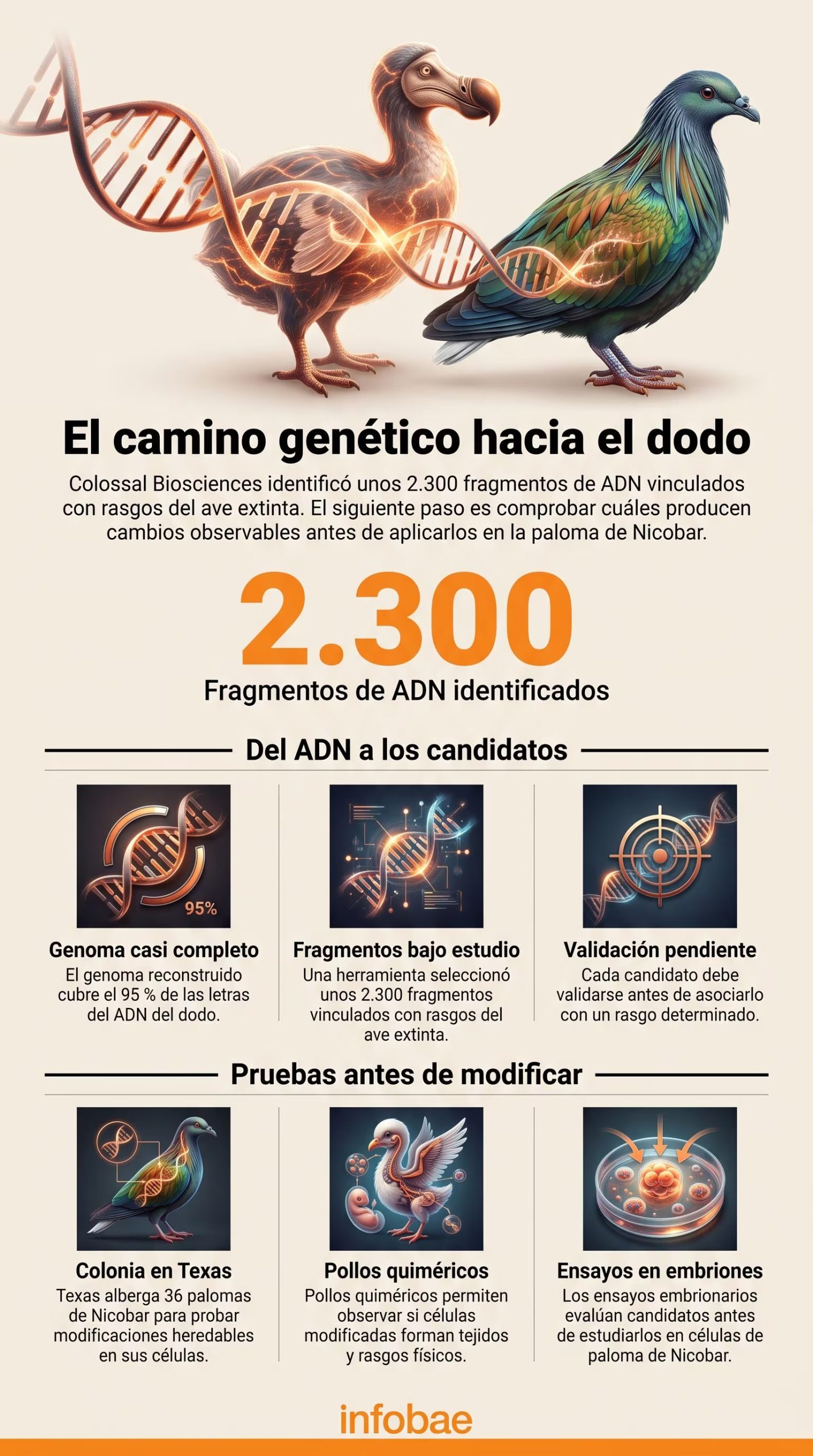 El proyecto científico busca estudiar variaciones genéticas en la paloma de Nicobar para obtener aves con características del dodo (Imagen Ilustrativa Infobae)