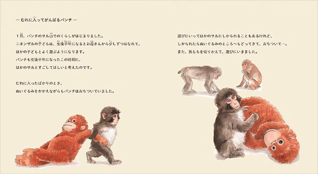 Los cuidadores le entregaron un peluche de orangután para otorgarle contención ante el rechazo de la manada (Editorial Gakken)
