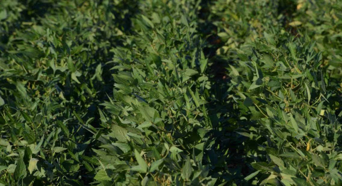 La nueva soja incorpora tolerancia a herbicidas a base de glifosato, glufosinato de amonio y 2,4-D, además de productos inhibidores de la enzima HPPD (SAGyP)