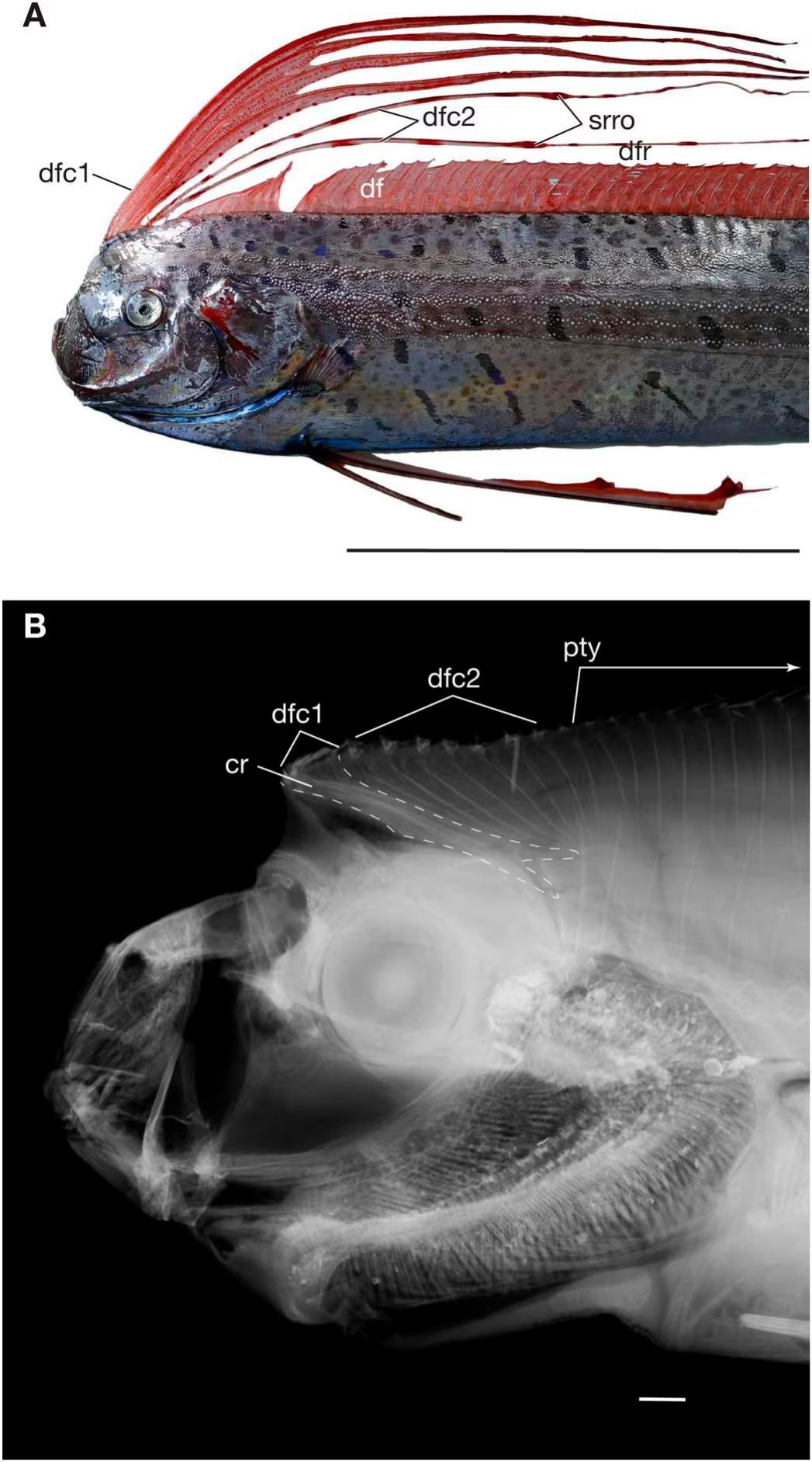 Un equipo de Cornell University descubrió que el pez remo puede desplazarse hacia adelante y hacia atrás sin doblar su cuerpo (Gentileza, estudio: Sistema musculoesquelético de la aleta dorsal de los peces remo (Regalecidae): los radios de las aletas como elementos rotatorios en un sistema ondulatorio, publicado en Ichthyology & Herpetology)